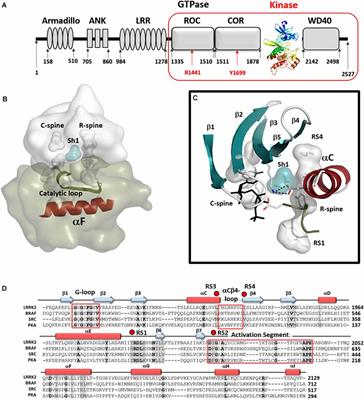 Kinase Domain Is a Dynamic Hub for Driving LRRK2 Allostery